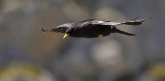 Chova Piquigualda Chova piquigualda (Pyrrhocorax graculus) en pleno vuelo
