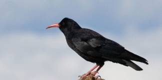 Chova Piquirroja Ave chova piquirroja (Pyrrhocorax pyrrhocorax)
