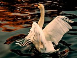Cisne Vulgar El cisne vulgar sacudiendo sus alas mientras esta en el agua