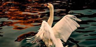 Cisne Vulgar El cisne vulgar sacudiendo sus alas mientras esta en el agua