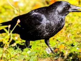Corneja Negra: Características, Alimentación, Hábitat Y Más Linda corneja negra (Corvus corone) en la naturaleza