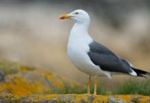 Gaviota Sombría Bello ejemplar del ave gaviota sombría (Larus fuscus)