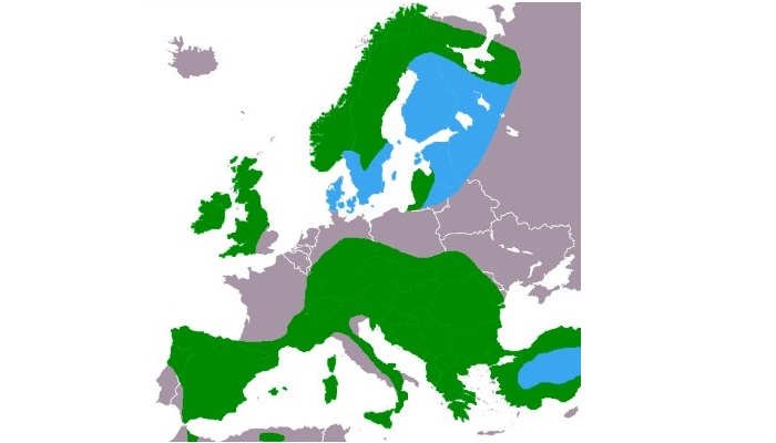 Distribución del mirlo acuático europeo (Cinclus cinclus)