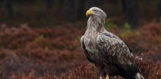Pigargo Europeo Imponente pigargo europeo (Haliaeetus albicilla)