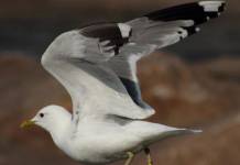 Gaviota Cana Gran ejemplar de la Gaviota cana lista para volar