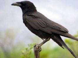 Cuervo Llanero: Alimentación, Hábitat, Vida Y Más Ave llamada cuervo llanero (Corvus cryptoleucus)