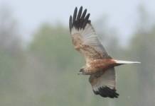 Aguilucho Lagunero: Características, Vuelo, Hábitat Y Vida Vuelo del Aguilucho Lagunero