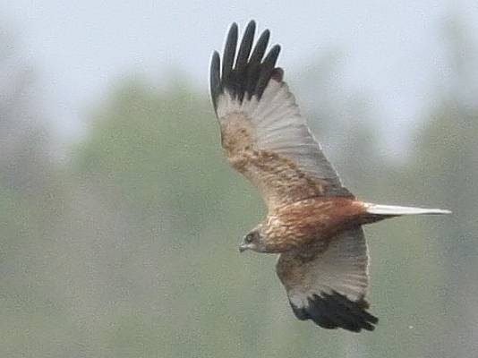 Aguilucho Lagunero: Características, Vuelo, Hábitat Y Vida Vuelo del Aguilucho Lagunero