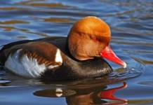 Pato Colorado: Características, Hábitat, Alimentación Y Vida Lindo Pato