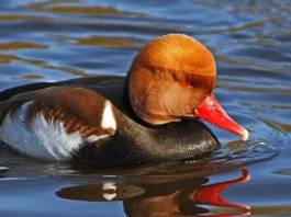 Pato Colorado: Características, Hábitat, Alimentación Y Vida Lindo Pato