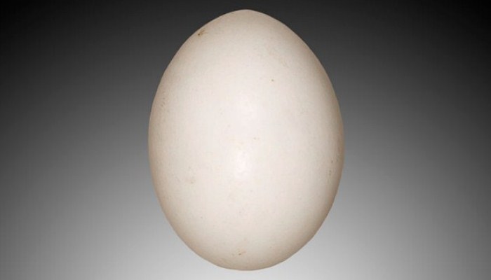 Huevo de Tórtola