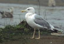 Gaviota Del Caspio: Alimentación, Hábitat, Vida Y Más Gaviota de patas amarillas