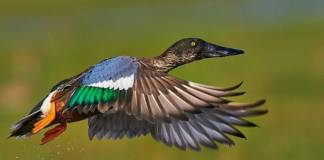Pato Cuchara: Características, Alimentación, Hábitat Y Más Hermoso Pato Volando