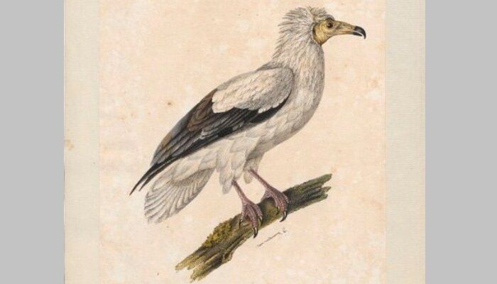 Bello dibujo del alimoche común (Neophron percnopterus) Bello dibujo del alimoche común (Neophron percnopterus)