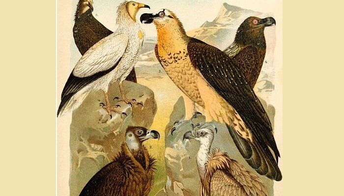 Dibujo de un alimoche común con otras aves Dibujo de un alimoche común con otras aves