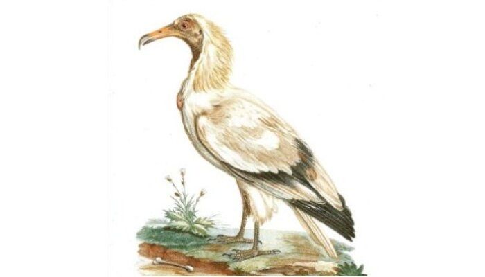 Dibujo de un alimoche común o buitre egipcio (Neophron percnopterus) Dibujo de un alimoche común o buitre egipcio (Neophron percnopterus)