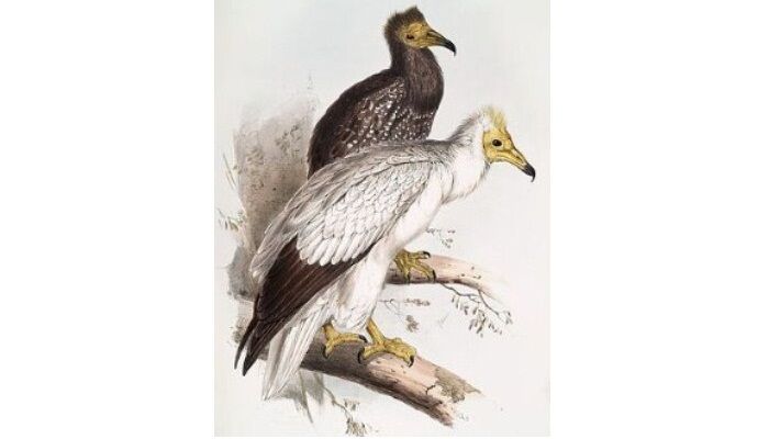 Dibujo de una pareja de alimoches comunes (Neophron percnopterus) Dibujo de una pareja de alimoches comunes (Neophron percnopterus)