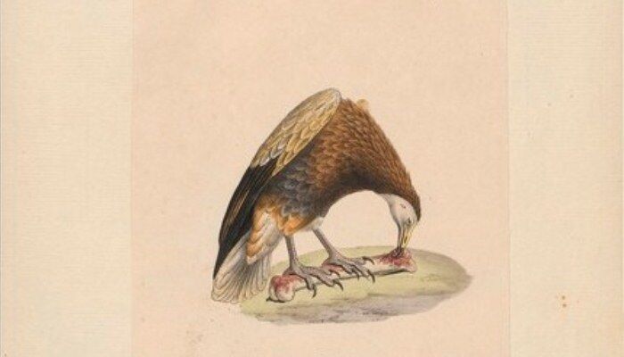 Dibujo del alimoche común comiendo Dibujo del alimoche común comiendo