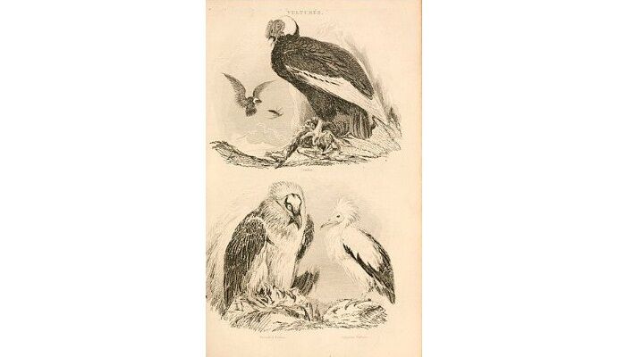 Dibujo del alimoche común con otras aves Dibujo del alimoche común con otras aves