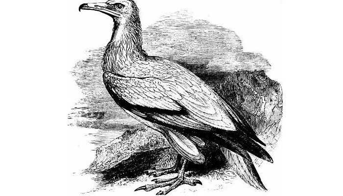 Dibujo en blanco y negro del alimoche común (Neophron percnopterus) Dibujo en blanco y negro del alimoche común (Neophron percnopterus)