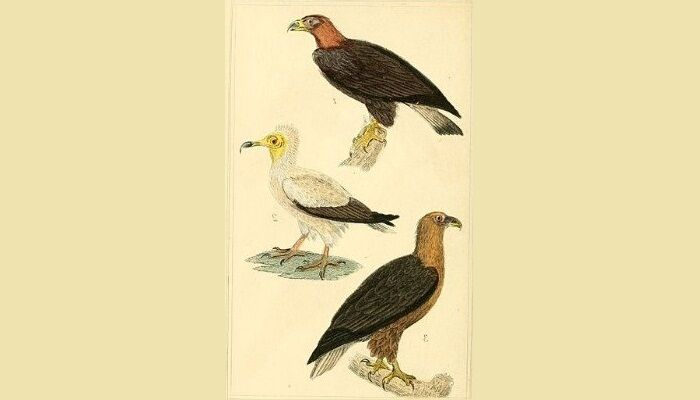 Ilustración comparativa del alimoche común con otras especies Ilustración comparativa del alimoche común con otras especies