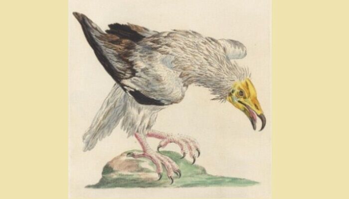 Ilustración del alimoche común (Neophron percnopterus) cantando Ilustración del alimoche común (Neophron percnopterus) cantando