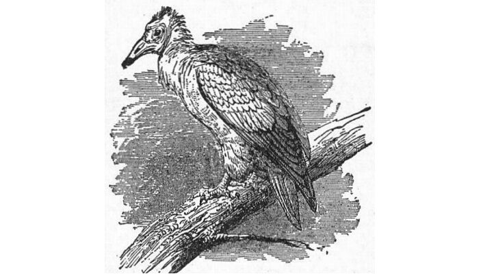 Ilustración del alimoche común (Neophron percnopterus) Ilustración del alimoche común (Neophron percnopterus)