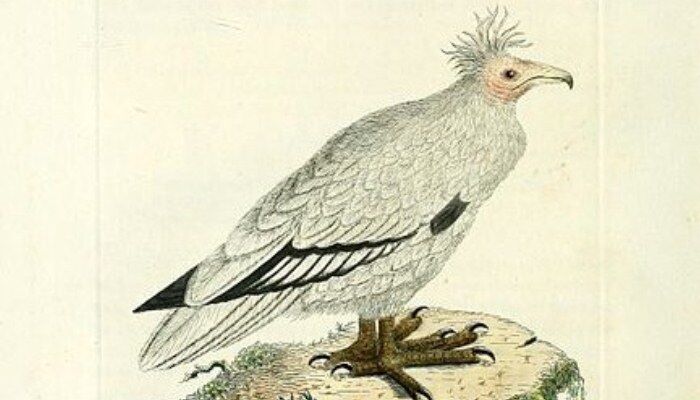 Ilustración del alimoche común sobre una roca Ilustración del alimoche común sobre una roca