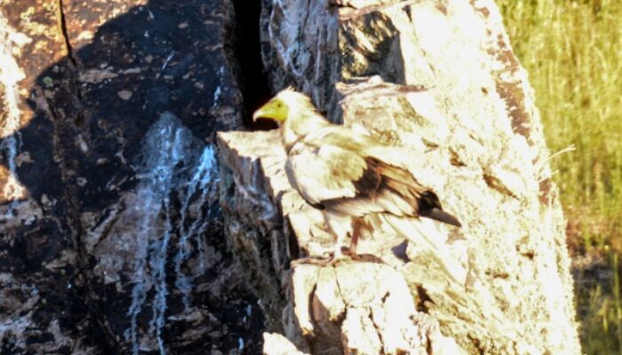 Ejemplar del alimoche común sobre una roca Ejemplar del alimoche común sobre una roca