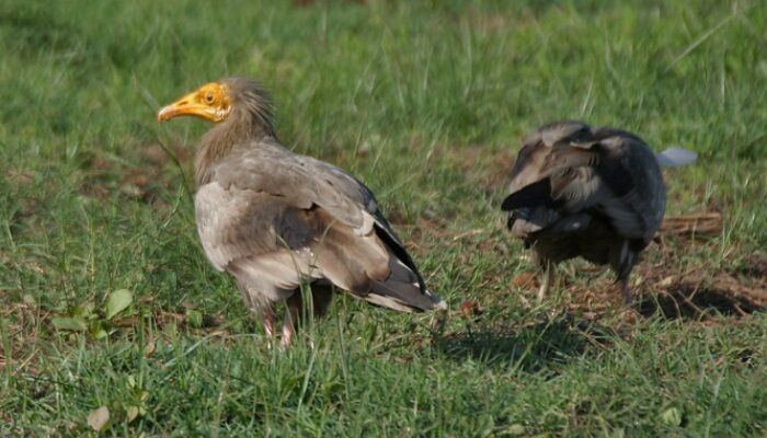 Hermosas aves llamadas alimoches comunes Hermosas aves llamadas alimoches comunes