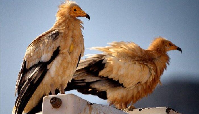 Pareja de aves conocidas como alimoches comunes (Neophron percnopterus) Pareja de aves conocidas como alimoches comunes (Neophron percnopterus)