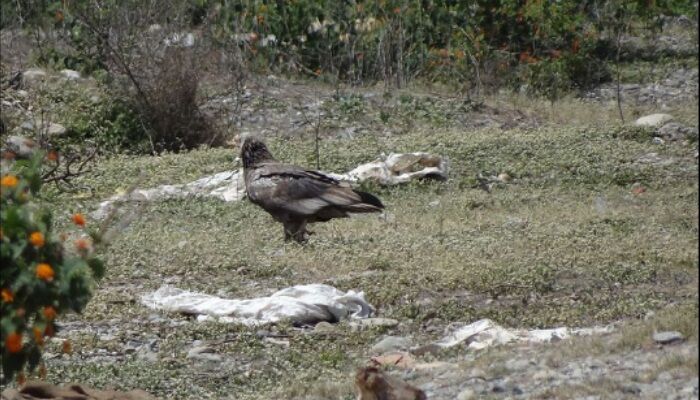 El abanto, guirre o buitre egipcio (Neophron percnopterus) El abanto, guirre o buitre egipcio (Neophron percnopterus)