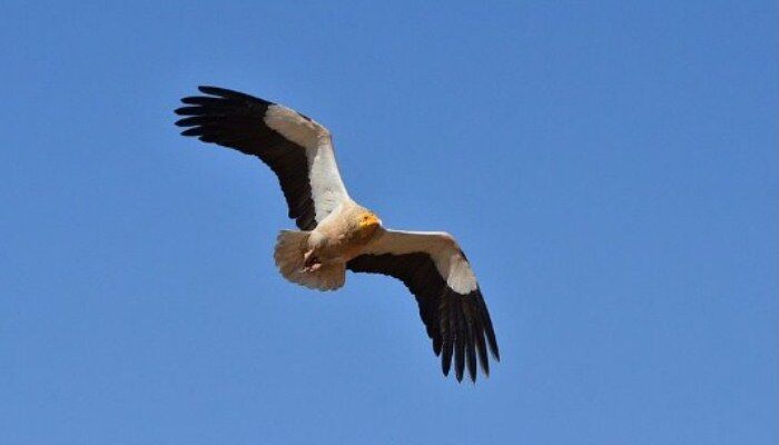 Ave alimoche común también conocido como guirre volando Ave alimoche común también conocido como guirre volando