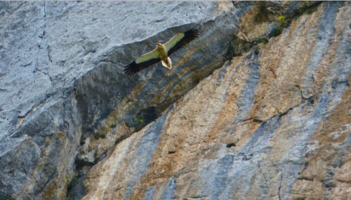 Bello alimoche común volando cerca de la montaña