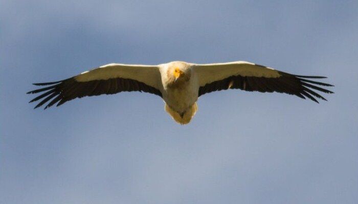Bello alimoche común (Neophron percnopterus) en pleno vuelo Bello alimoche común (Neophron percnopterus) en pleno vuelo