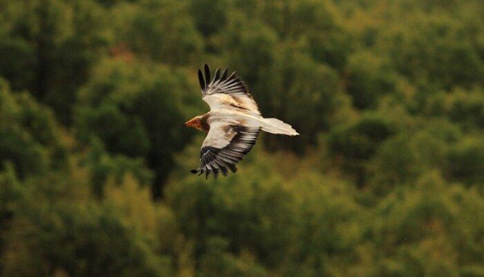 Bello ejemplar del ave conocida como alimoche común (Neophron percnopterus) en pleno vuelo Bello ejemplar del ave conocida como alimoche común (Neophron percnopterus) en pleno vuelo