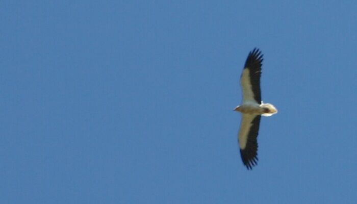 Ejemplar del alimoche común volando Ejemplar del alimoche común volando