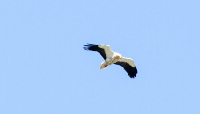 El alimoche común (Neophron percnopterus) volando en las alturas El alimoche común (Neophron percnopterus) volando en las alturas