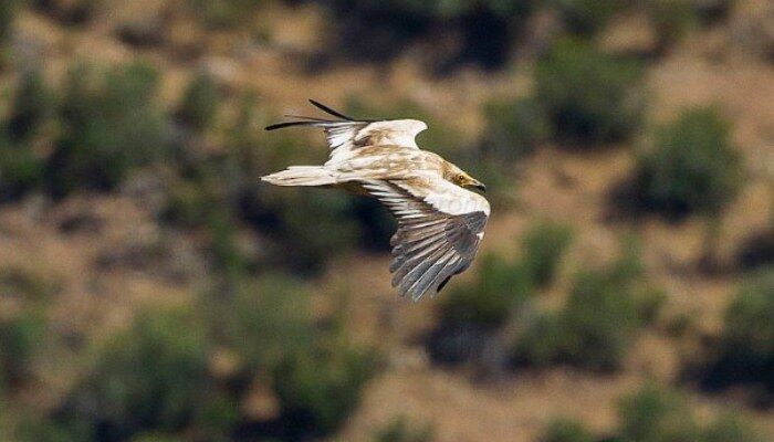 El alimoche común o abanto (Neophron percnopterus) volando El alimoche común o abanto (Neophron percnopterus) volando
