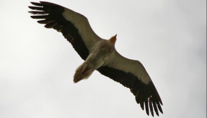 El buitre egipcio (Neophron percnopterus) volando El buitre egipcio (Neophron percnopterus) volando