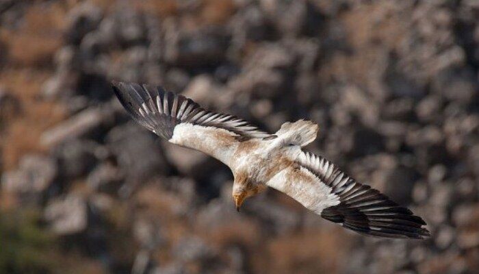 Hermosa foto del alimoche común (Neophron percnopterus) volando Hermosa foto del alimoche común (Neophron percnopterus) volando