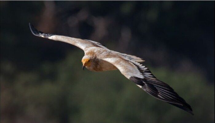 Hermoso alimoche común (Neophron percnopterus) volando Hermoso alimoche común (Neophron percnopterus) volando