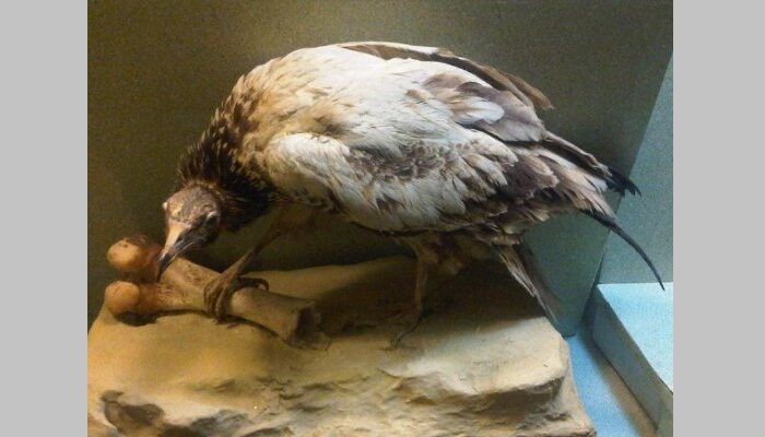 Alimoche común, abanto en estado de conservación Alimoche común, abanto en estado de conservación