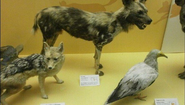 El alimoche común conservado junto a otros animales El alimoche común conservado junto a otros animales