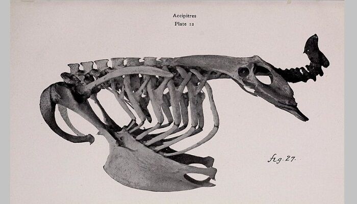 Huesos del alimoche común (Neophron percnopterus) Huesos del alimoche común (Neophron percnopterus)